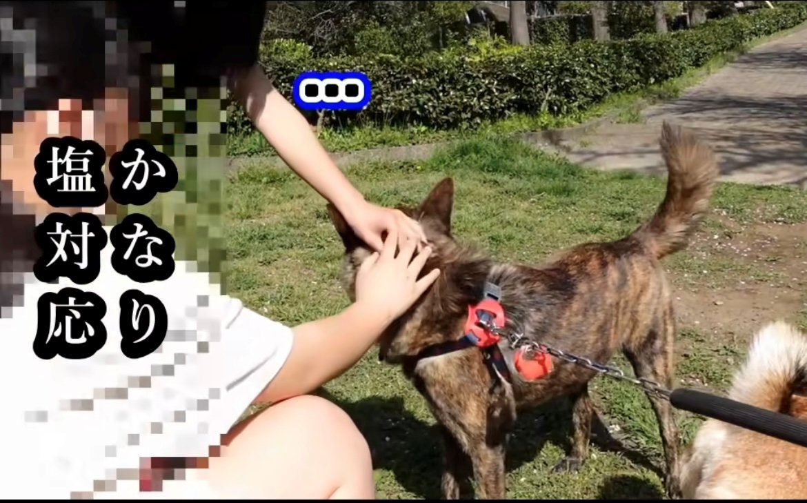 撫でられながらも警戒している犬