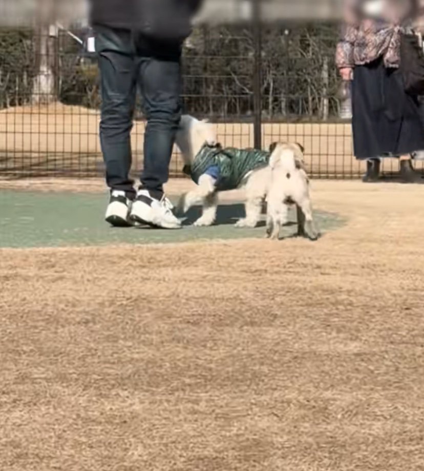 目の前の人を見上げる犬