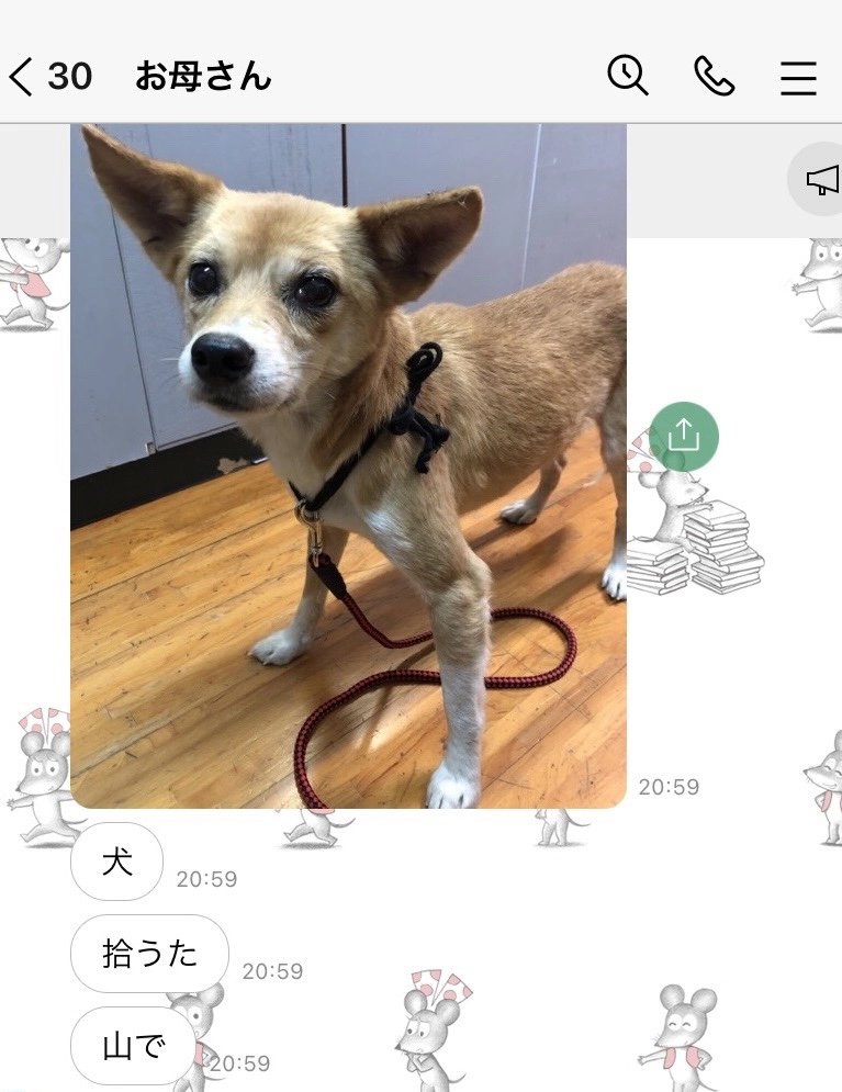 リードをつけた犬