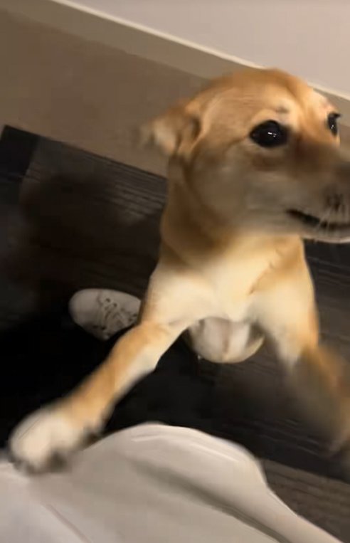 足に飛びつく保護犬