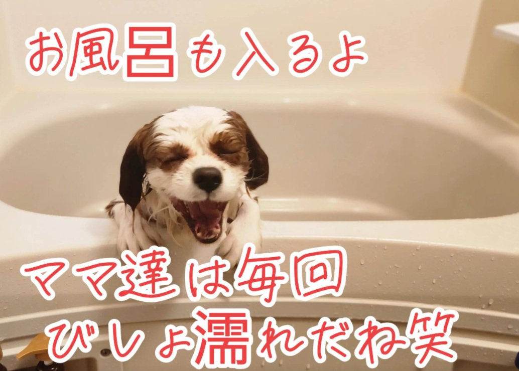 お風呂に入るだいちくん