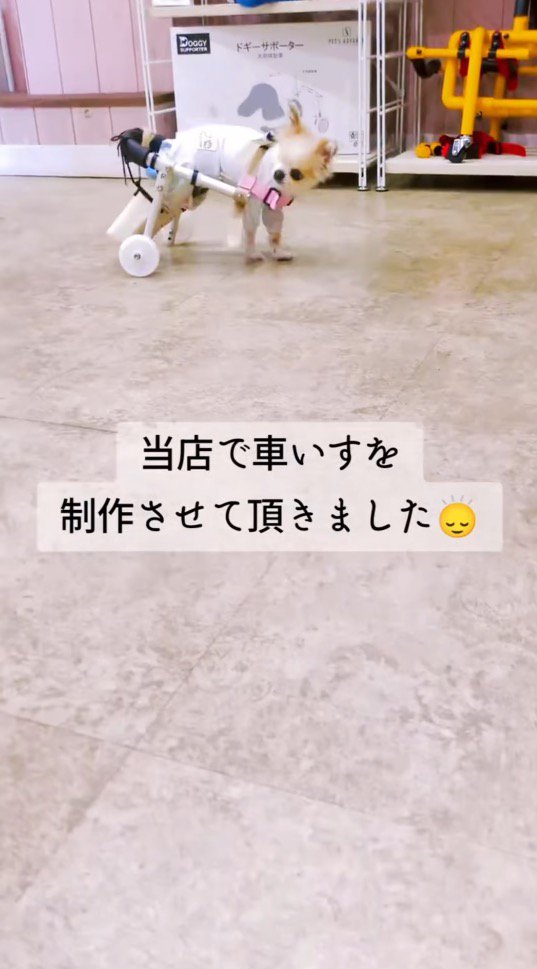 車椅子に乗って周囲を見まわす犬