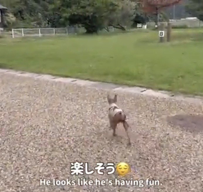 キャンプ場を歩く犬