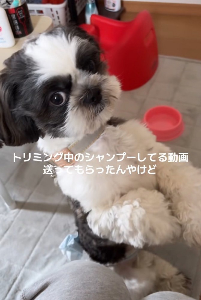 視線を送る犬