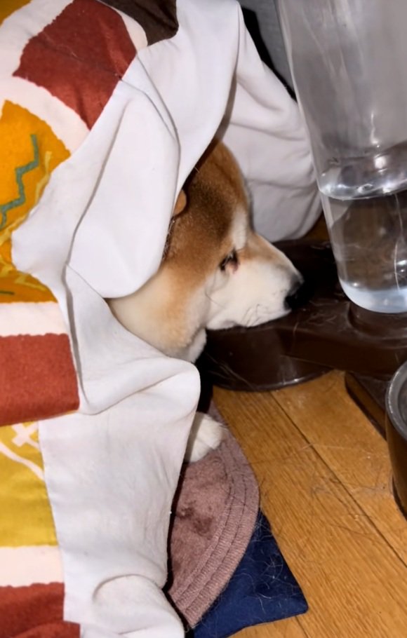 コタツにいるまめ太くん