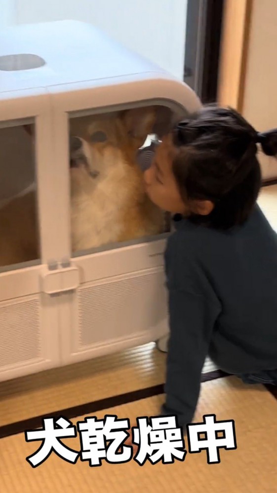 ドライヤーハウスに入っている犬