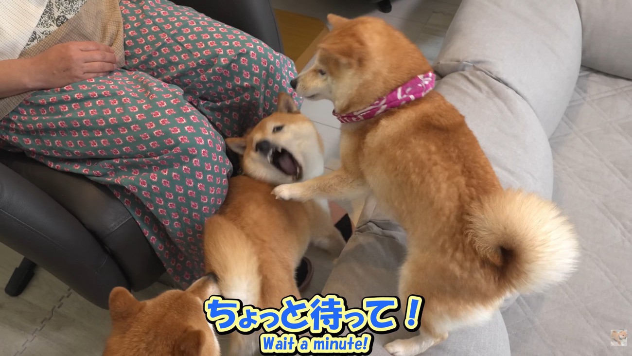 「やめろ～」と必死に抵抗