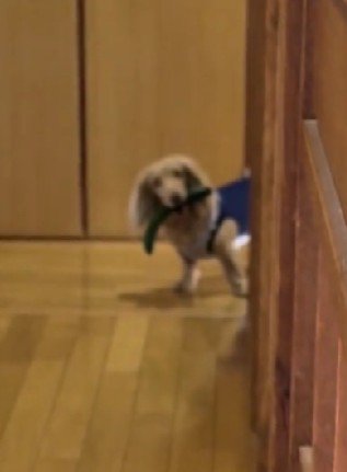 可愛い姿に許しちゃう！！