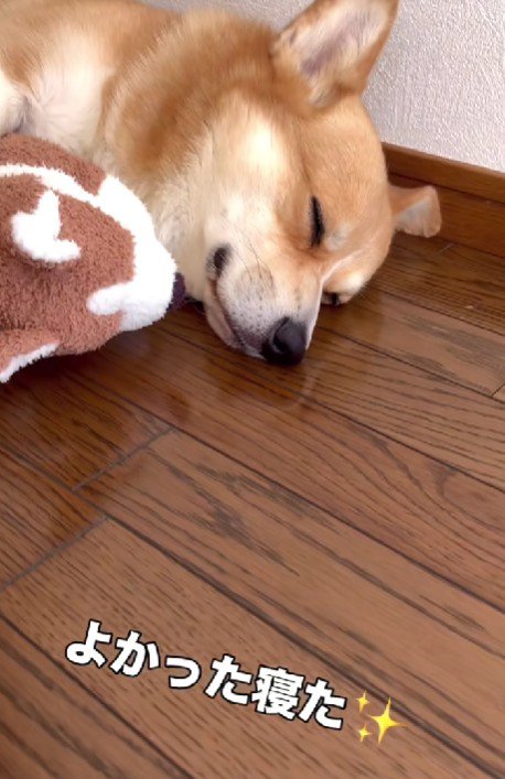 どんな夢を見ているの？