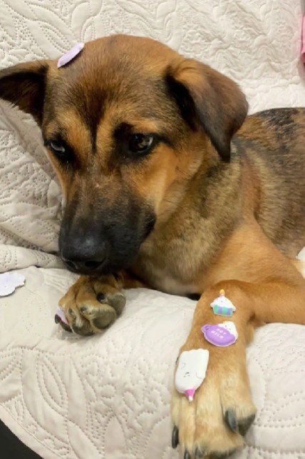 「これ本当に可愛いの…？」