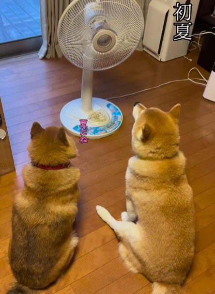 「暑いねえ」