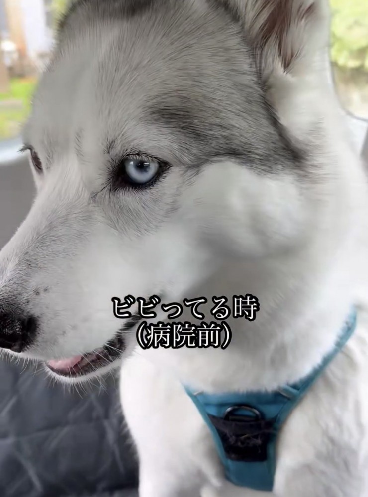 不安そうに視線を落とす犬