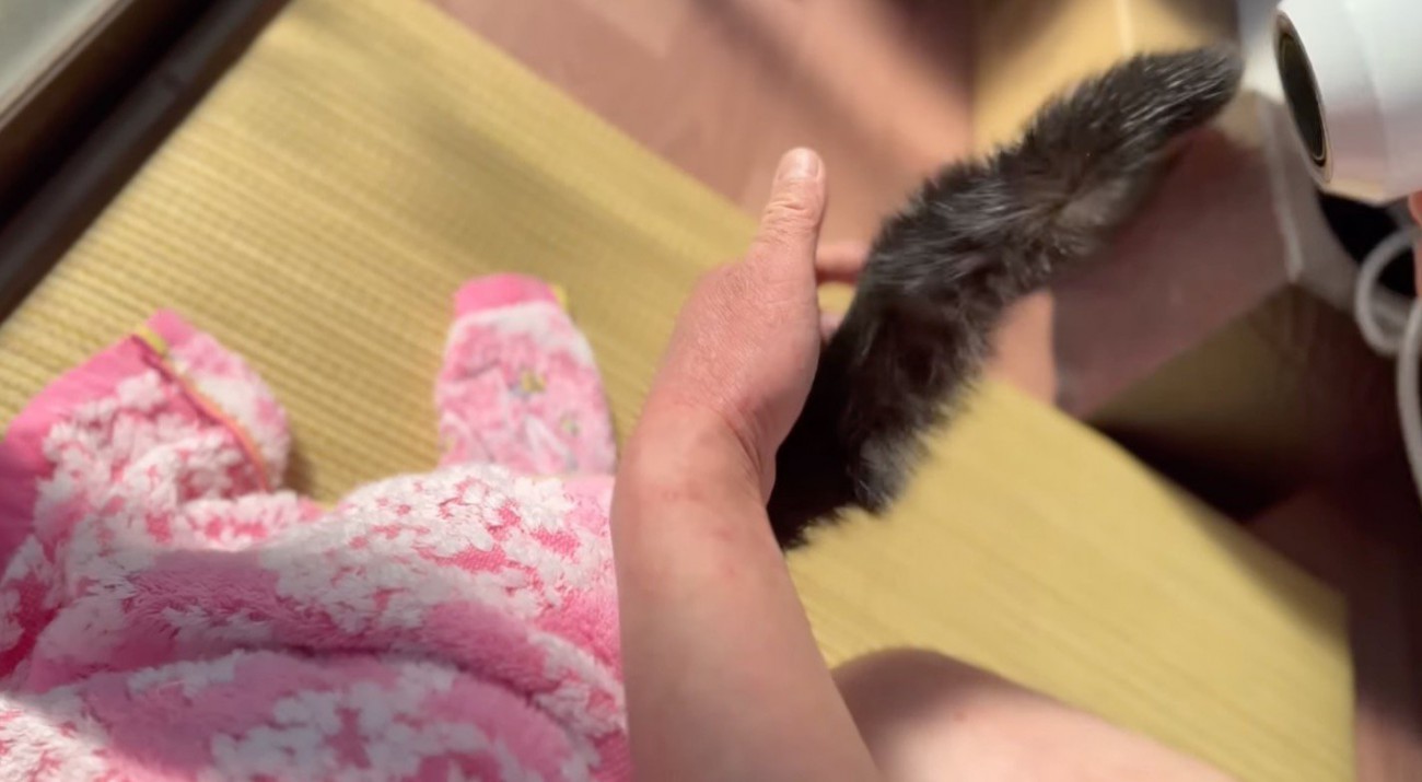 濡れている猫のしっぽにドライヤーを当てる飼い主