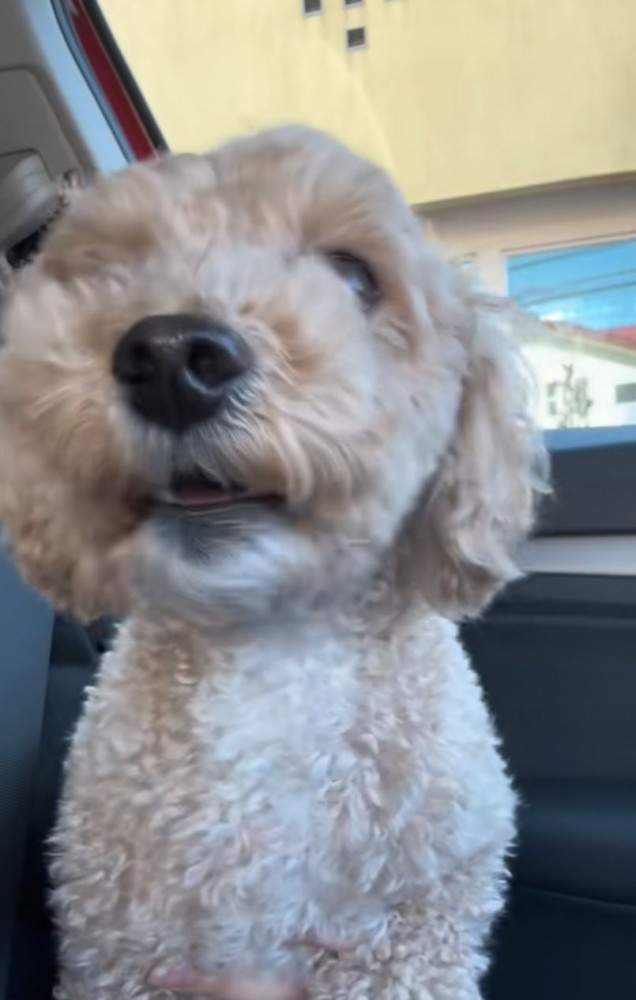 助けを求める犬
