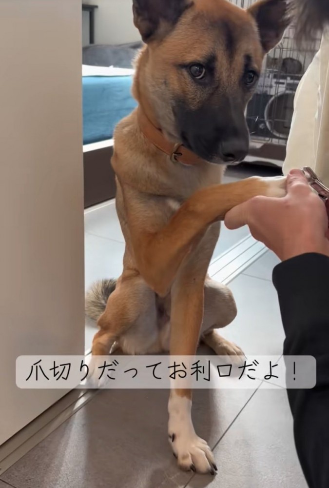 爪切りする犬