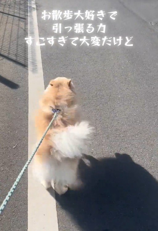 ラテくんのビフォーアフター9