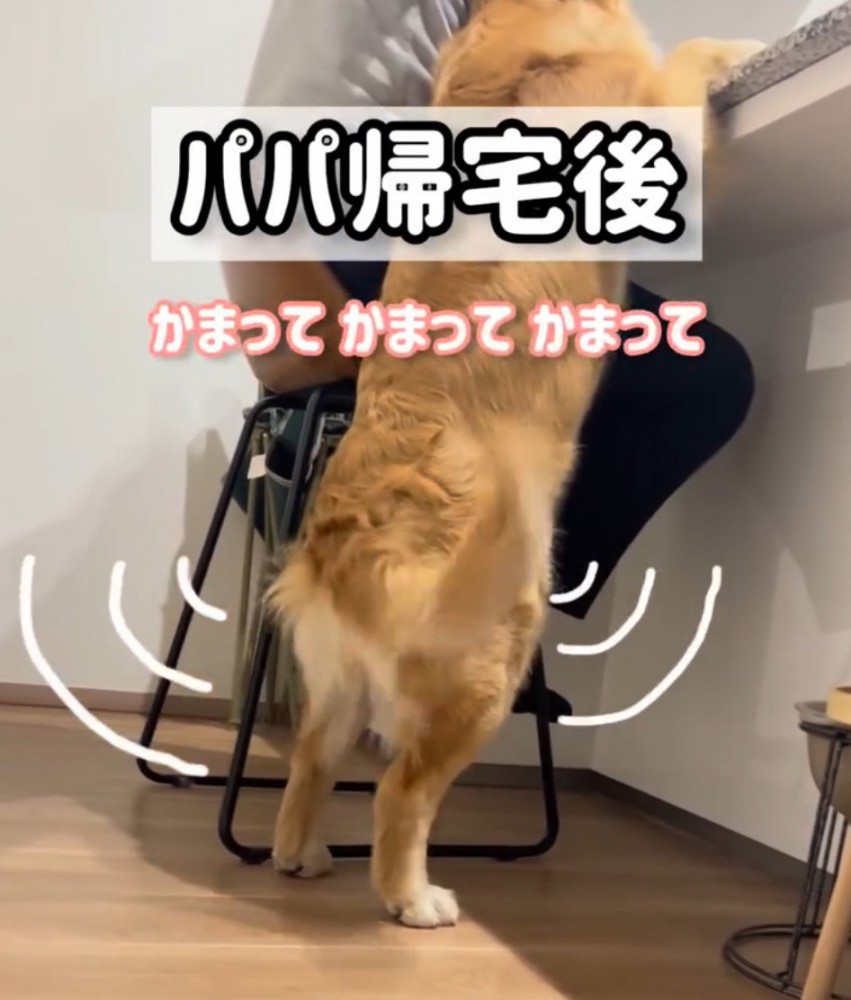 テーブルに前足を乗せて男性の近くに寄る大型犬