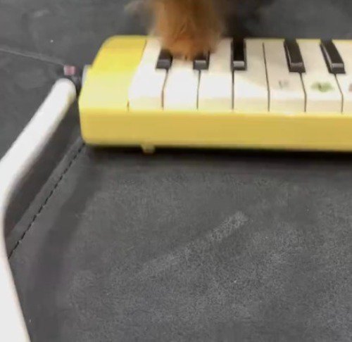 鍵盤の上に置かれている犬の前足