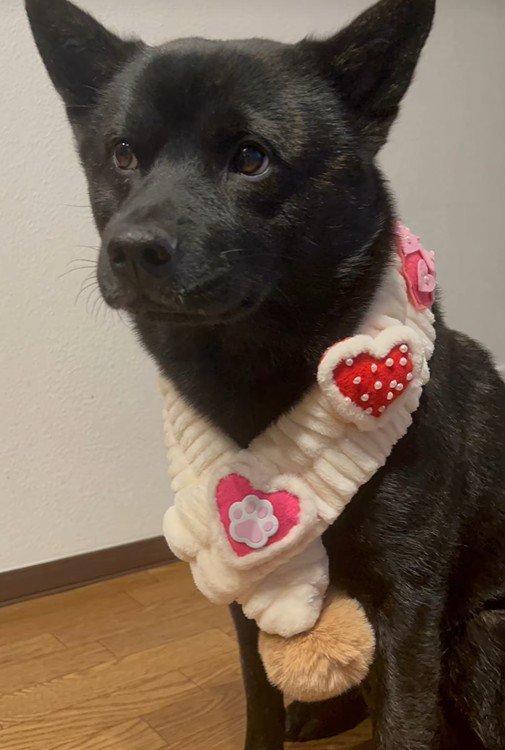 母作の衣装を着る信玄くん8