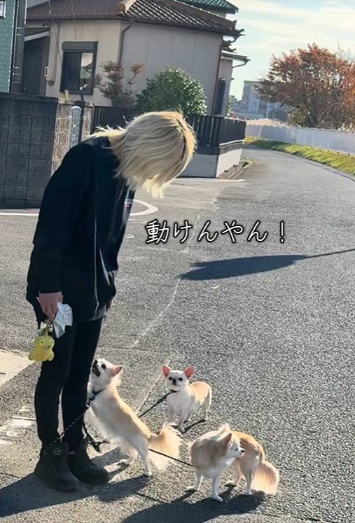 チワワ3匹とお散歩7