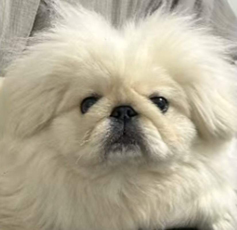 ペキニーズのつもちゃん