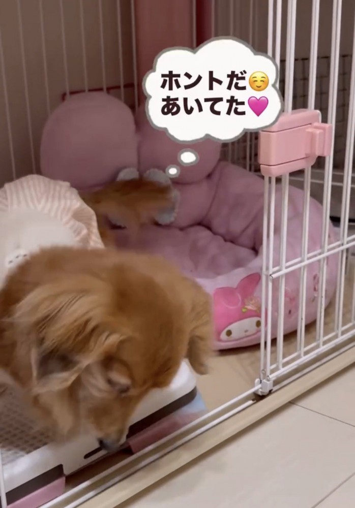 ケージから出る犬