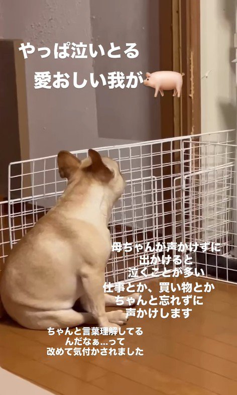 別の日のこむぎちゃん