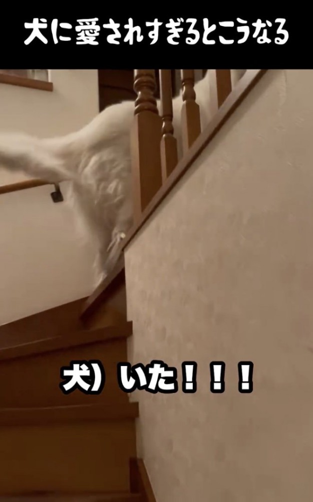 尻尾ブンブンッ