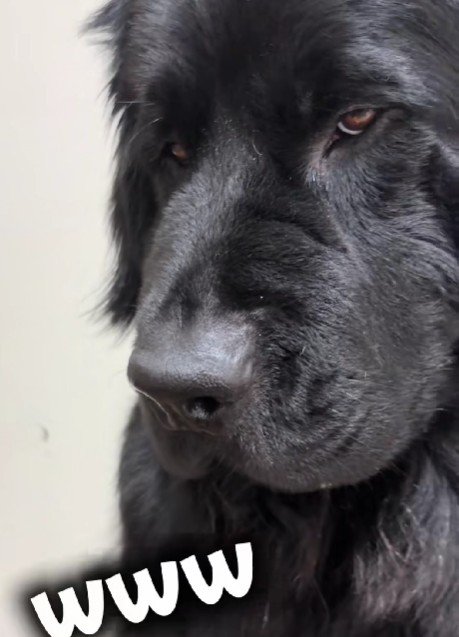 悪すぎる顔のバンデちゃん！！