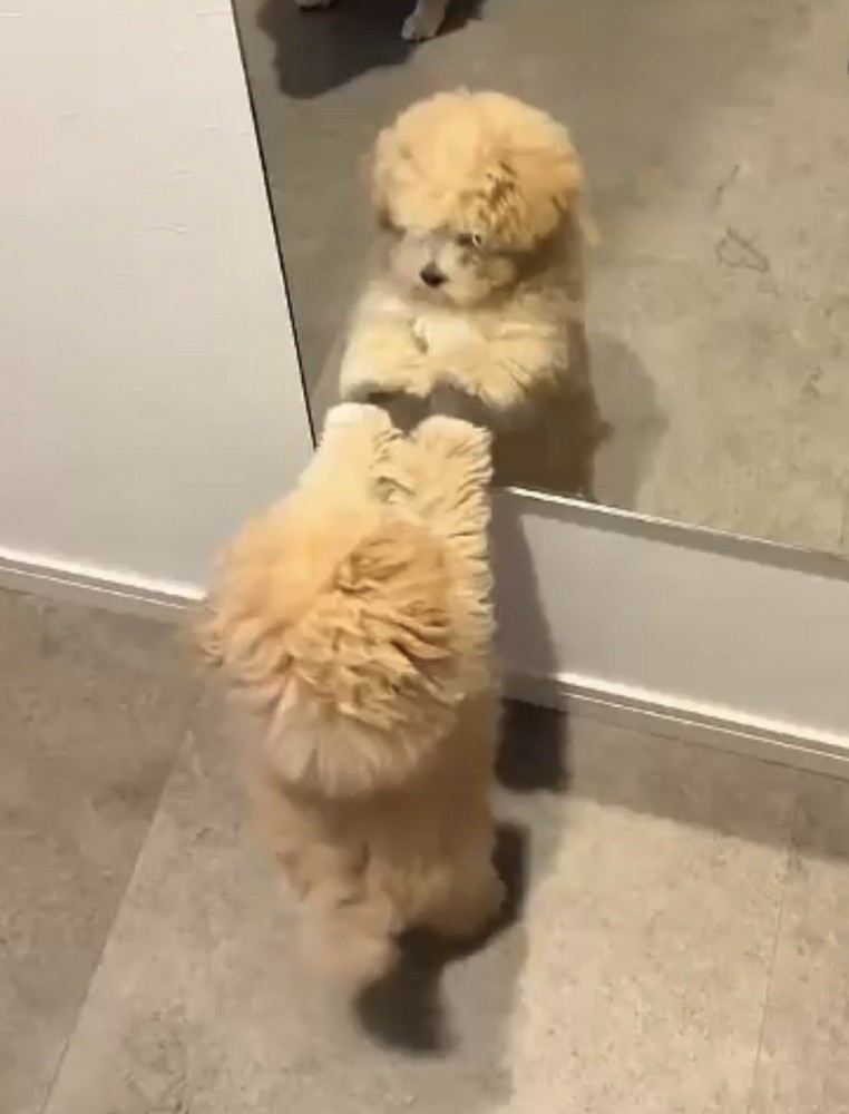 鏡を見つめる犬
