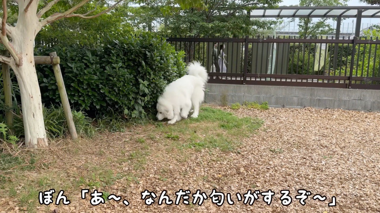地面の匂いを嗅ぐ犬