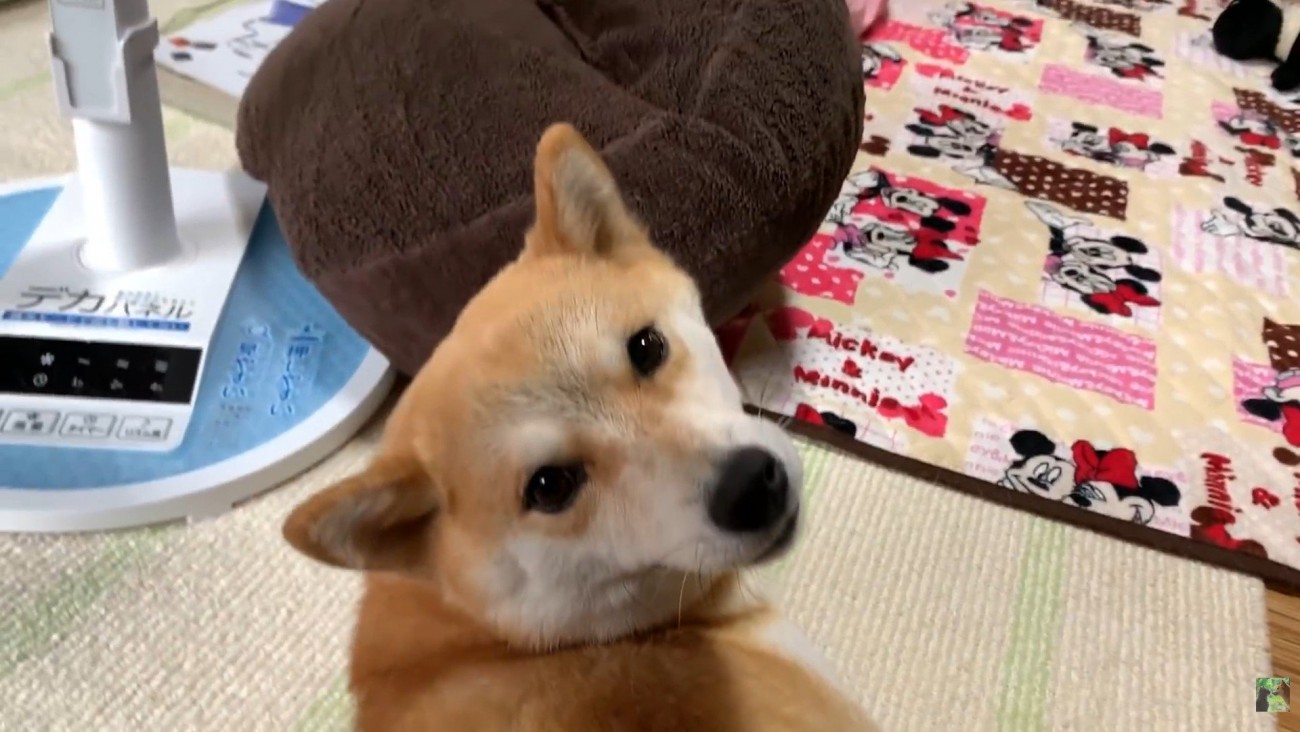 撫でるのをやめたら…