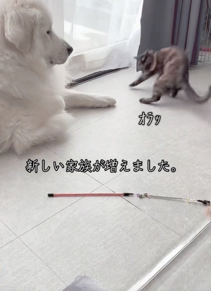 「やんのかっ」