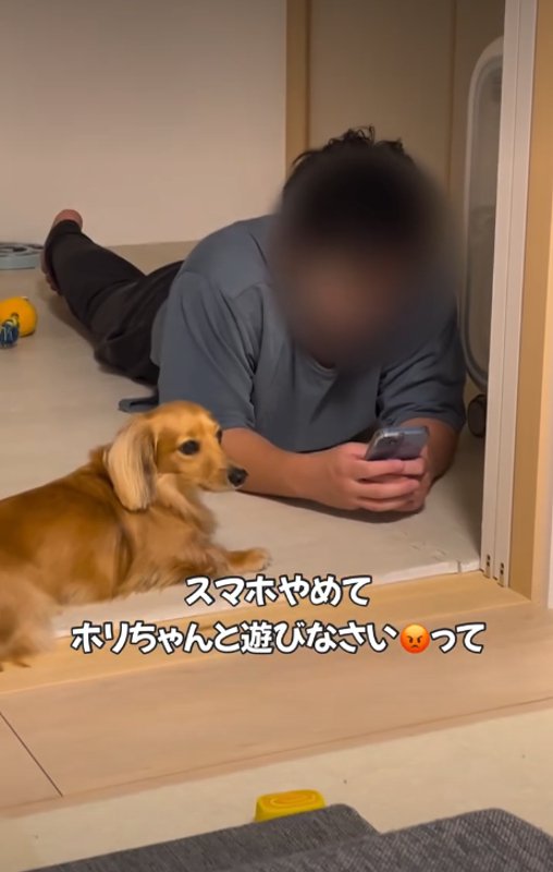遠くを見る犬