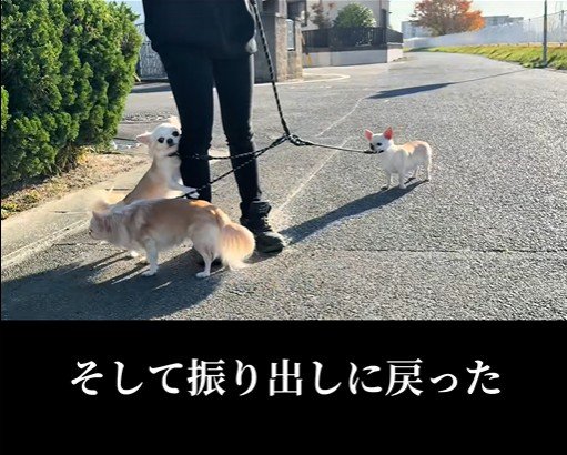 チワワ3匹とお散歩⑩