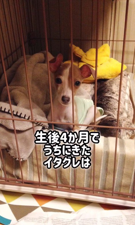 とらきち君のビフォーアフター