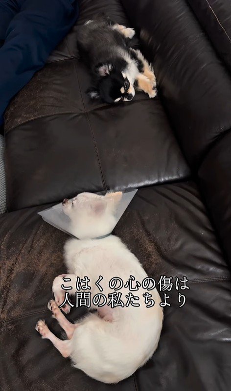 こはく君とここまるちゃんの家族愛9