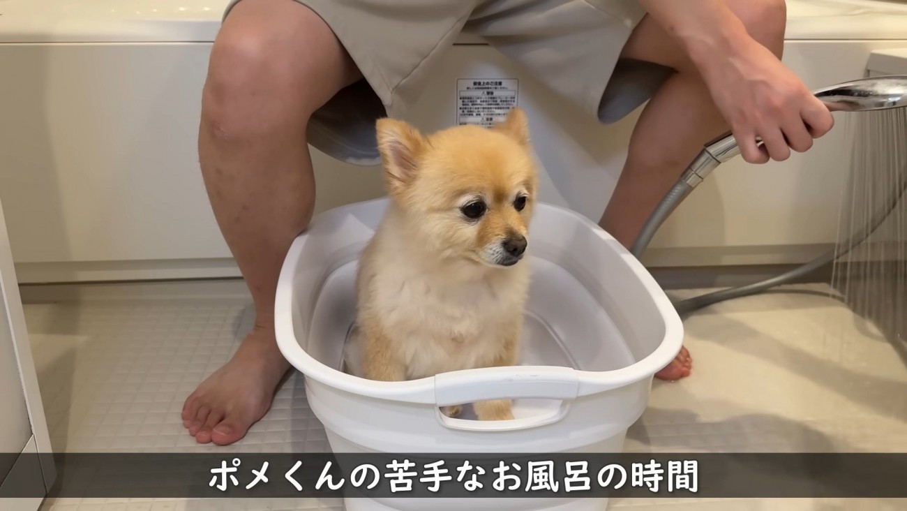 まずはポメくんがお風呂に入ります