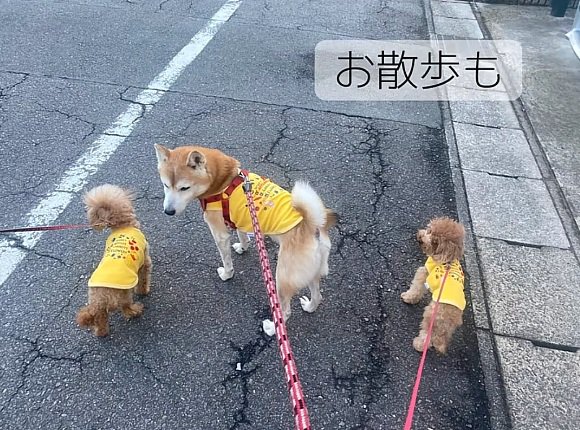 散歩するはち君とぷく君