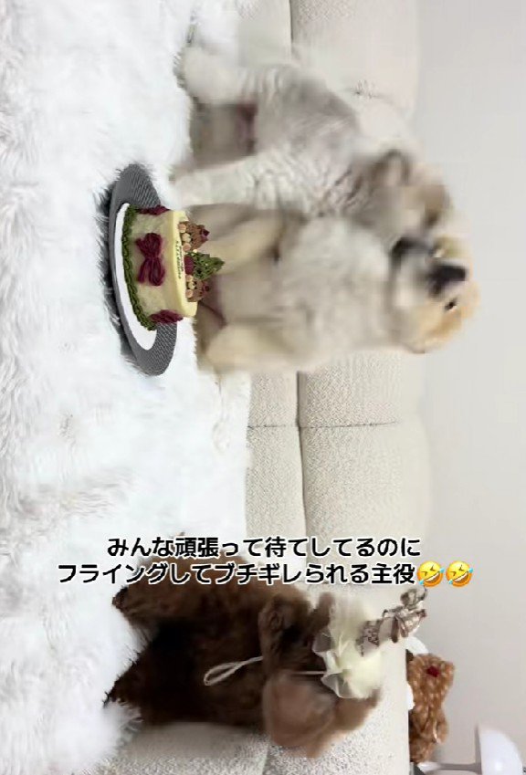 はるたちゃんがブチギレ！！