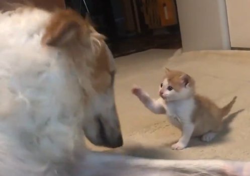 猫パンチ