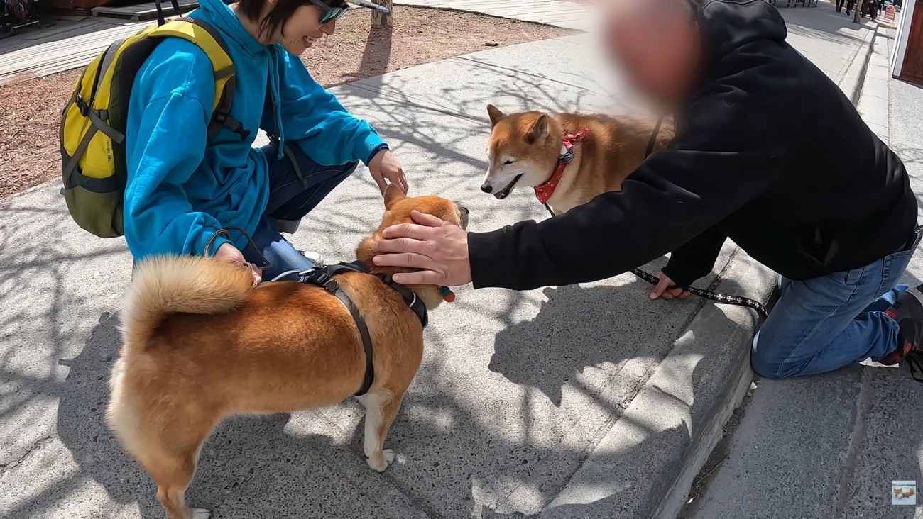 柴犬仲間にご挨拶♪