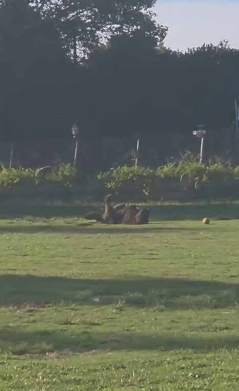 ドッグランでひとり遊びをするノアくん2