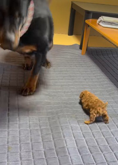踏まないよう教えられていた