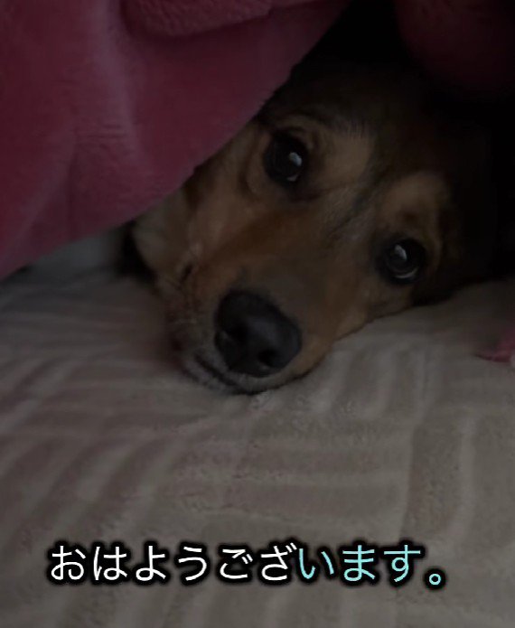 「まだ眠い…」