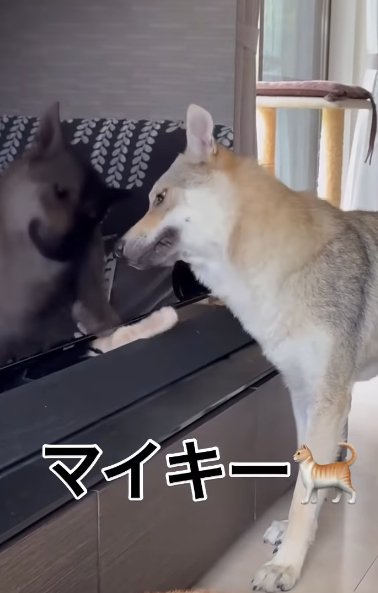 テレビ裏から出てくる猫の手を避けるチェコスロバキアンウルフドッグ