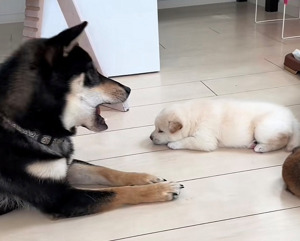 口を開けながら顔を近づける犬
