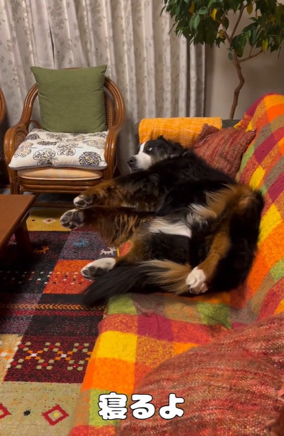 迷惑そうな顔のリンちゃん