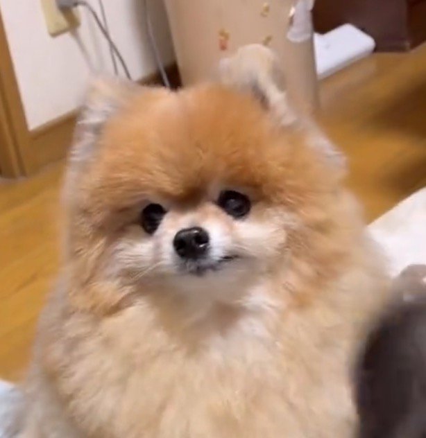 カメラをじっと見つめる犬