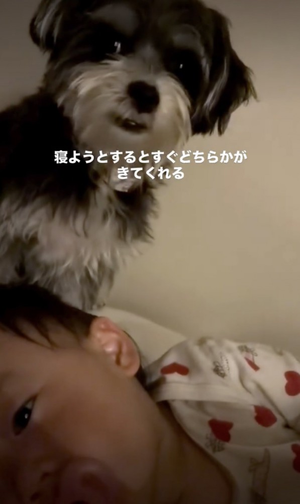 側に来てくれたマロンちゃん